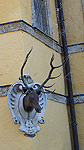 Hjort med vattensprutande horn Foto nr 35