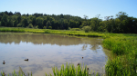 Isbladkärret Foto nr 44