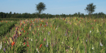 Självplock av blommor Foto nr 118