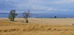 Visingsös nordspets Foto nr 148