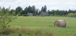 Estnisk landsbygd Foto nr 106