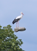 ...jag Foto nr 221