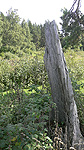 Långt inne i den Uppländska urskogen den 24 augusti 2011. Fotbollsgolfens mecka. Foto nr 1
