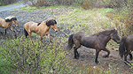 Islandshästar Foto nr 19