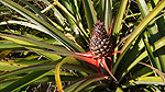 Pina Coladabuske Foto nr 205