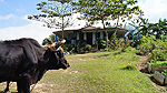 Finca Agroecologica El Paraiso Foto nr 218