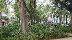 Central Park Foto nr 238
