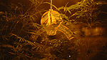 Fönstershoppa lite cannabis Foto nr 16