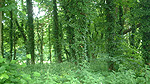 Lummiga Domburg Foto nr 42