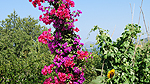 Villa Bananas bakgård Foto nr 202