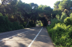 Härlig grönska för att vara Spanien Foto nr 305