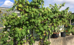 Resans första vindruvor i Medemblik Foto nr 48