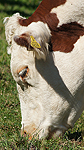 Foto nr 51
