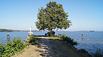 Ångbåtsbryggan Foto nr 15
