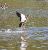 Vid fågelkärret på Östra Malma Foto nr 24