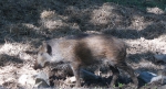 Öster Malma wildlife park Foto nr 29