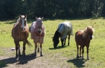Skärvsta trav Foto nr 2