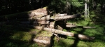 Tysslinge urskog Foto nr 4