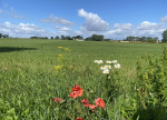 Foto nr 61