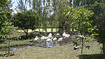 Foto nr 80